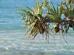 tropical beach pandanas