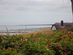 beautiful dog rose by the sea