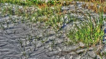 Grass on a pond bank