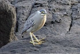 little heron on a rock