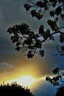 dark branches at diffused sunset glow