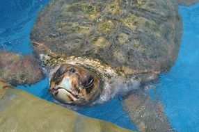 gigant turtle in blue water close-up