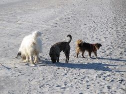 three colorful dogs on the beach