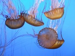 yellow jellyfish in the sea