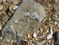 fossil beach