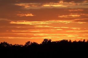 golden sunset over the edge of the forest