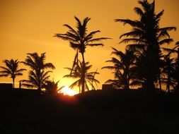 coconut trees at the sunset