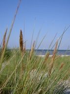 growing grass on a baltic sea beach