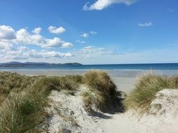 grass on a deserted sandy beach