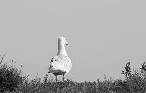 black and white photo of a seagull on the shore