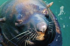 swimming robbe in ocean