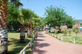 tropical palm trees in Turkey