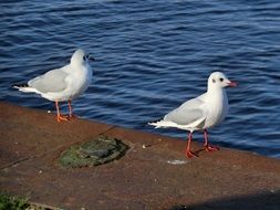 seagulls on a concrete pier
