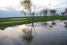 Tree reflection Pond Cloud sky view