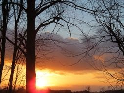 dark forest at sunset background