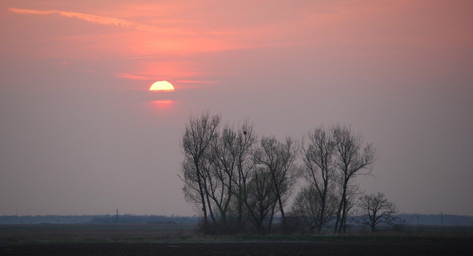 Trees against the sun in the clouds at sunset