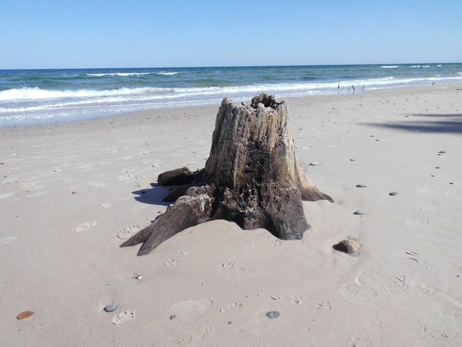 old stump on the beach
