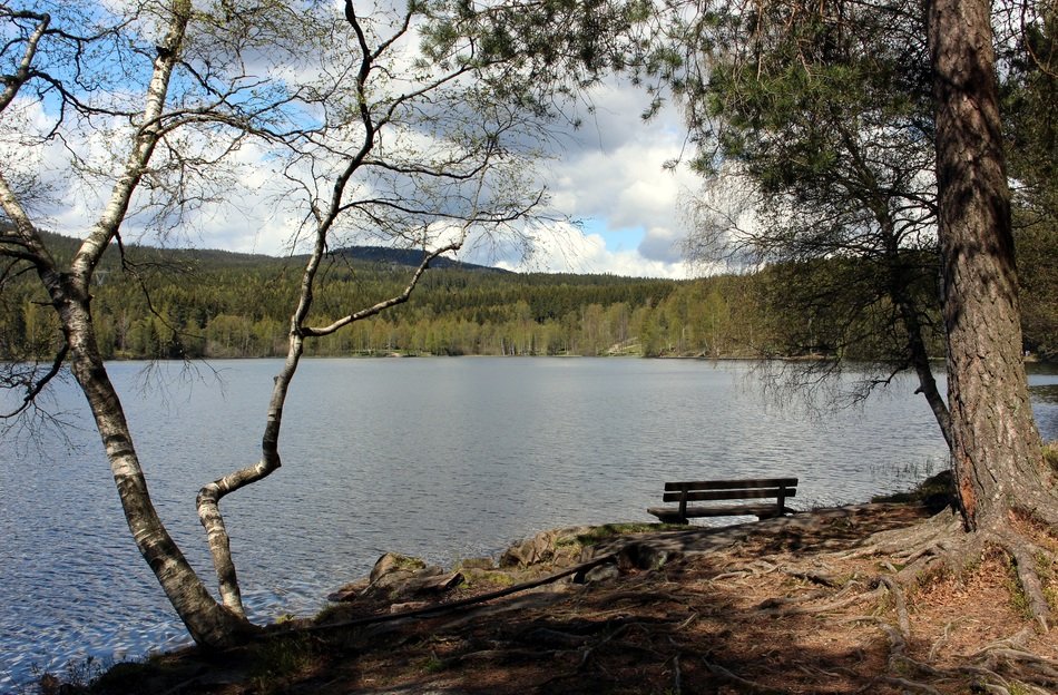 view of lake in forest from bank, norway, oslo, nordmarka