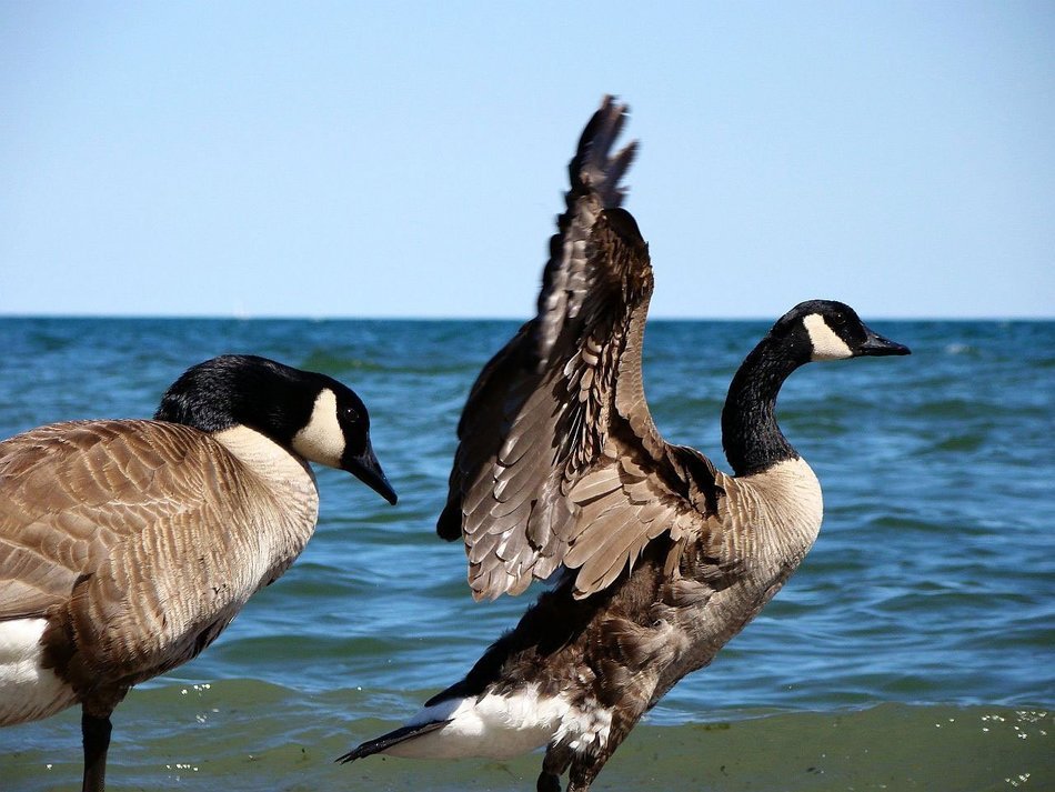 wild geese on beach at ocean