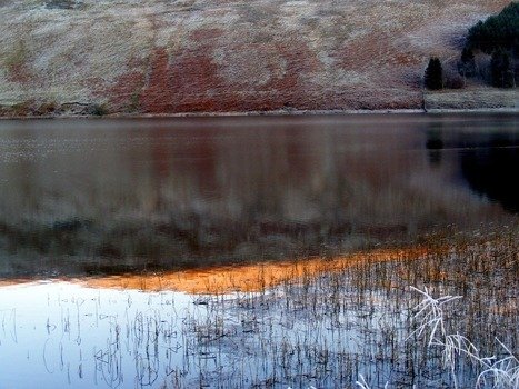 orange sunset in the reeds