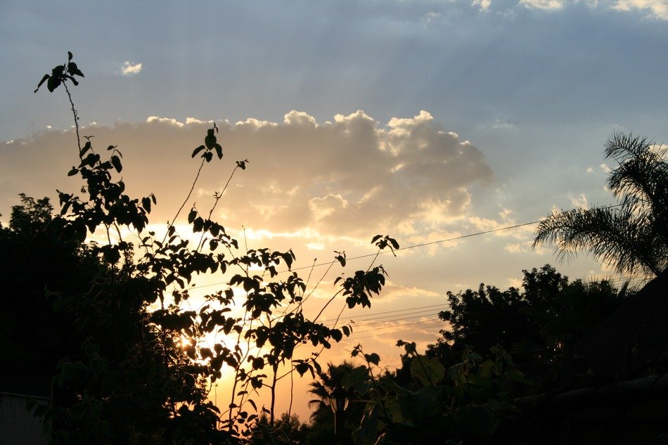 golden sunset in the clouds over the silhouettes of trees