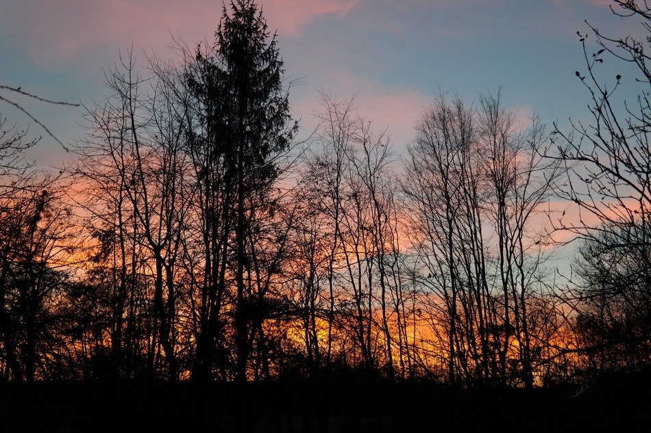 the night sky in the forest