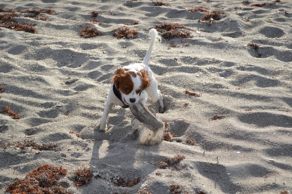 King Charles on the sand