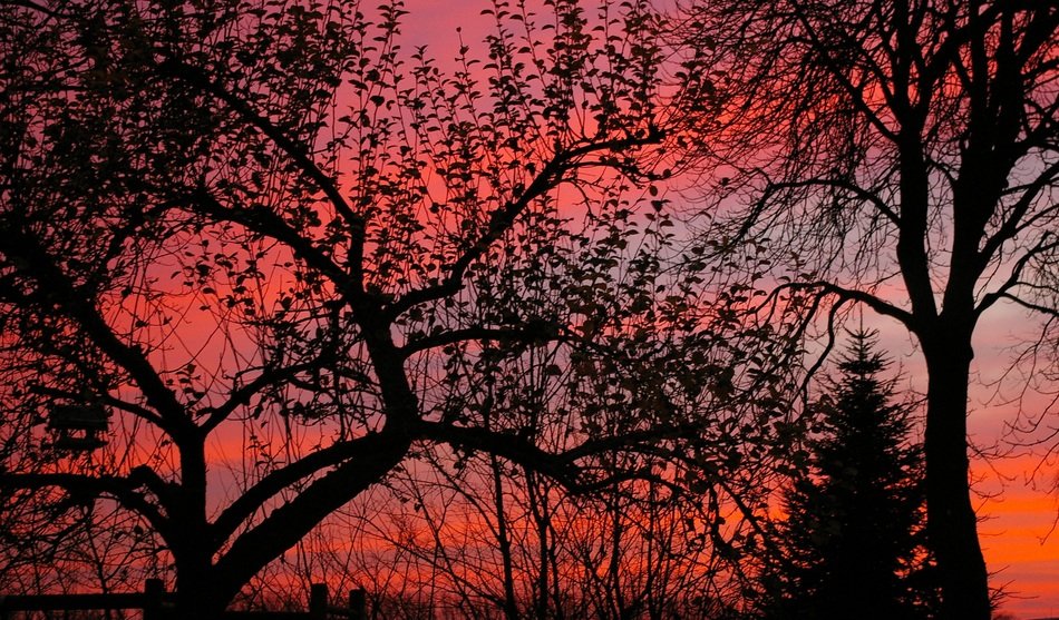 trees against the red sky