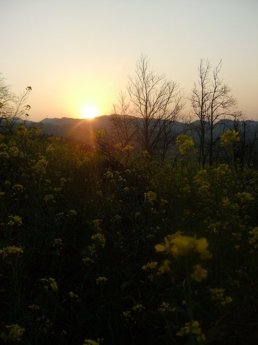 blooming rape field in countryside at golden sunset