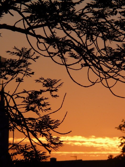 branches at beautiful golden sky
