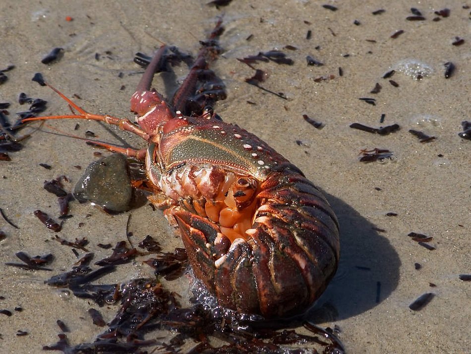 lobster in the sand