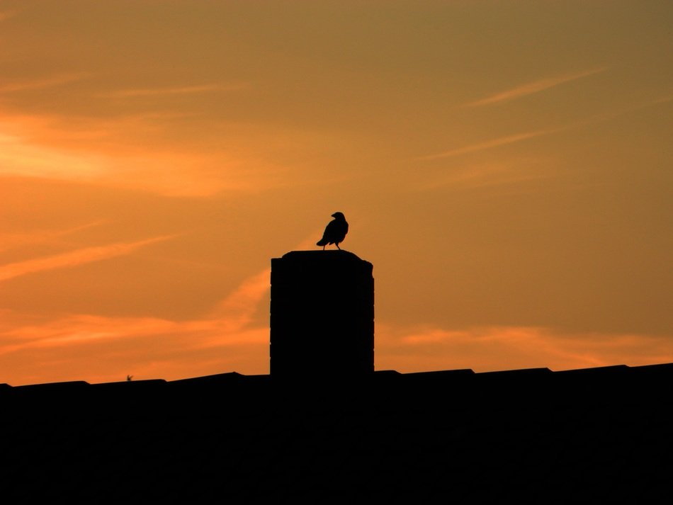 silhouette of sitting bird on a roof