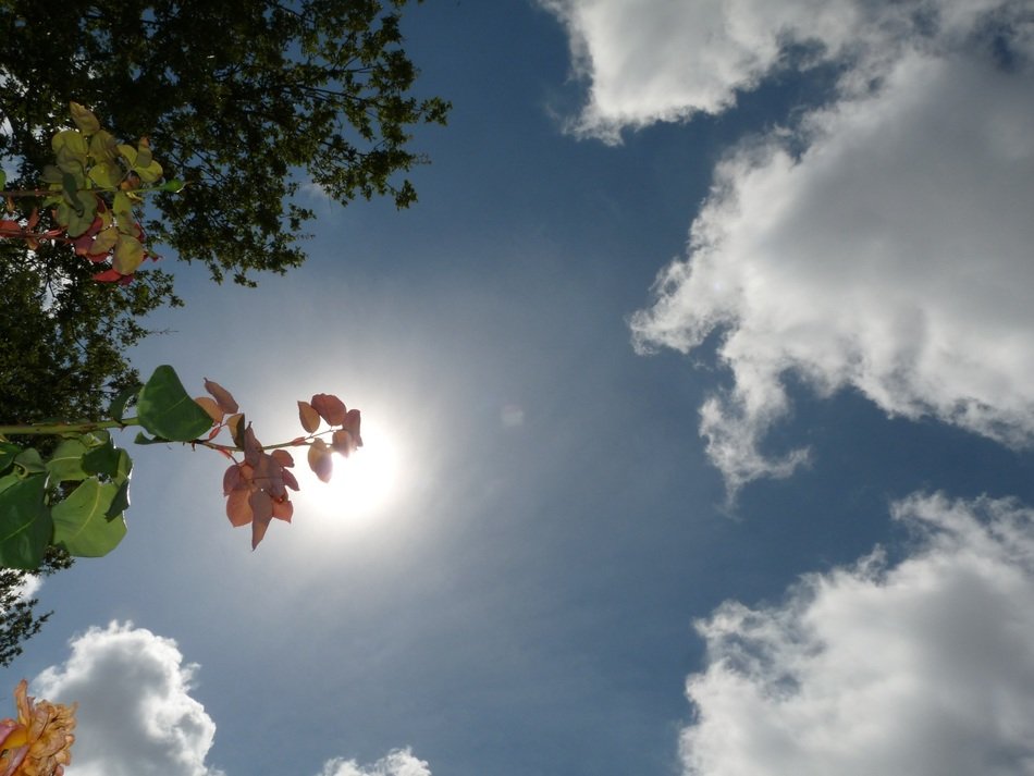 the sun in the sky behind a tree branch