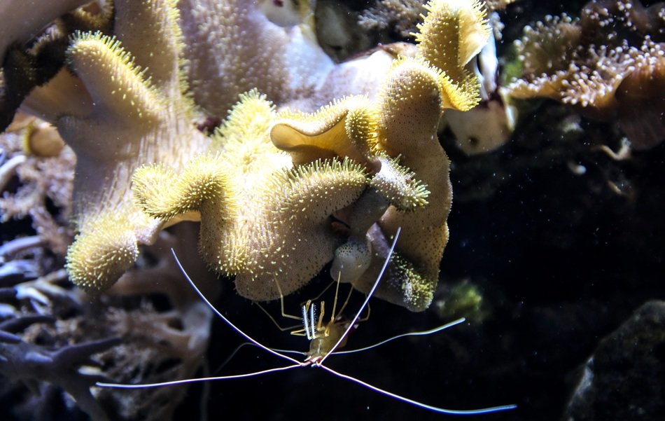 shrimp coral