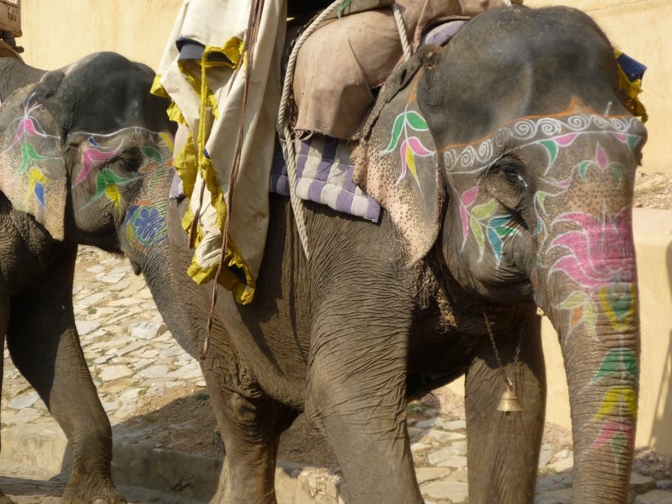 Colorful elephants in Rajasthan in India