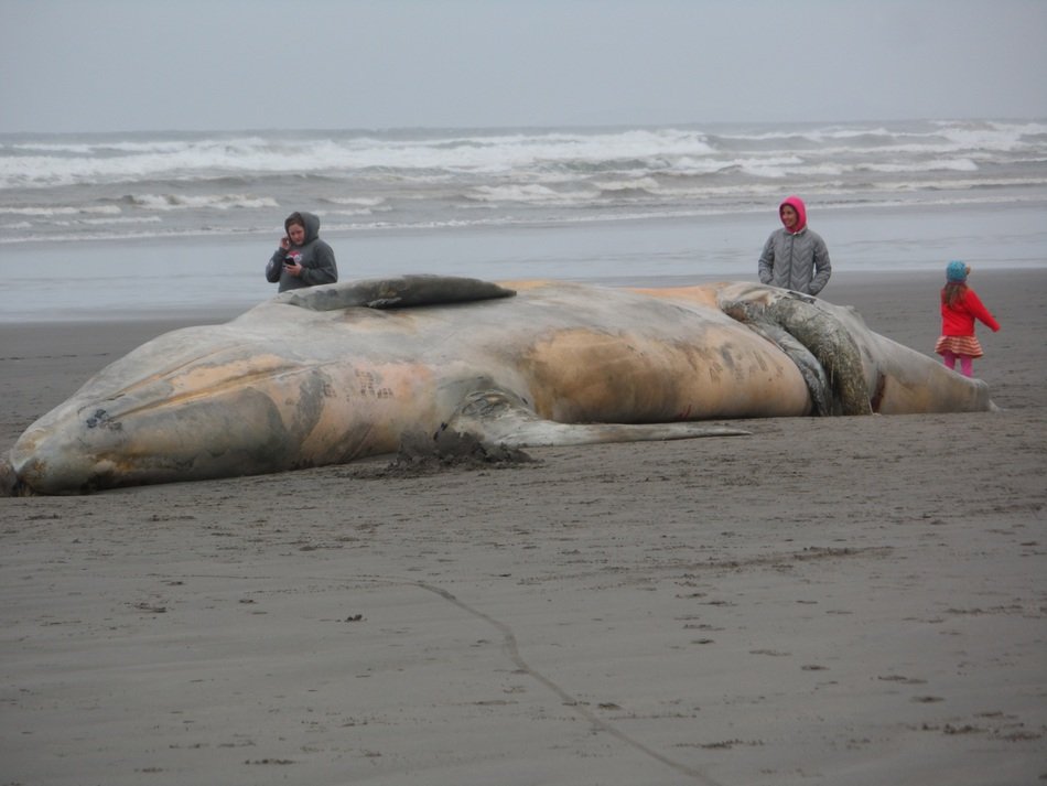 huge whale on the coast at dusk