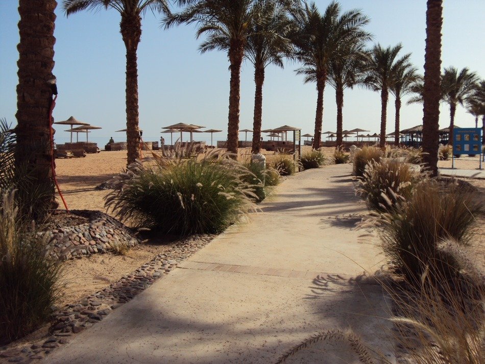 Palm trees in desert