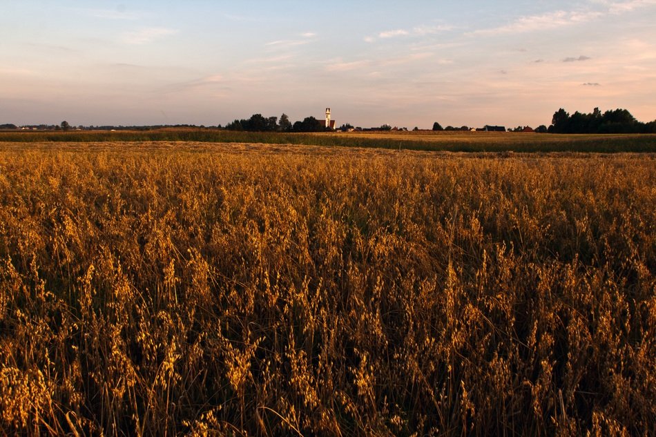 field in the evening in the sun