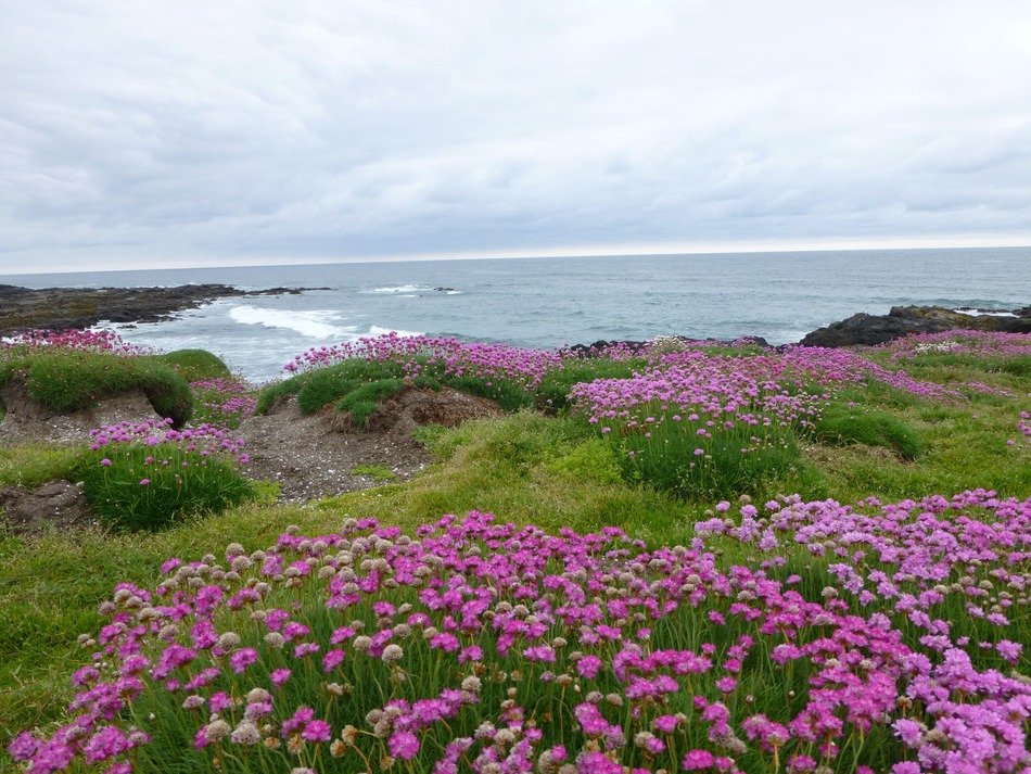 Beautiful pink flowers among the grass on the shore