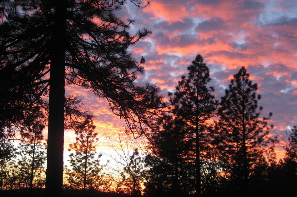 High Trees against the sunset sky