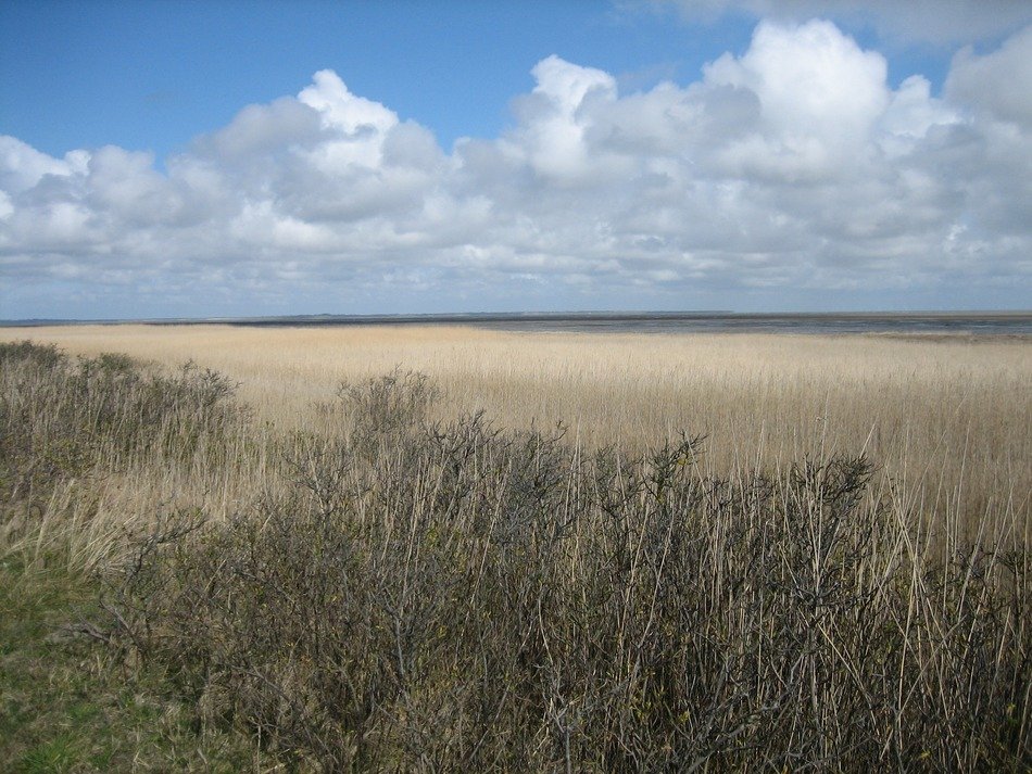 landscape of wild dunes at north sea