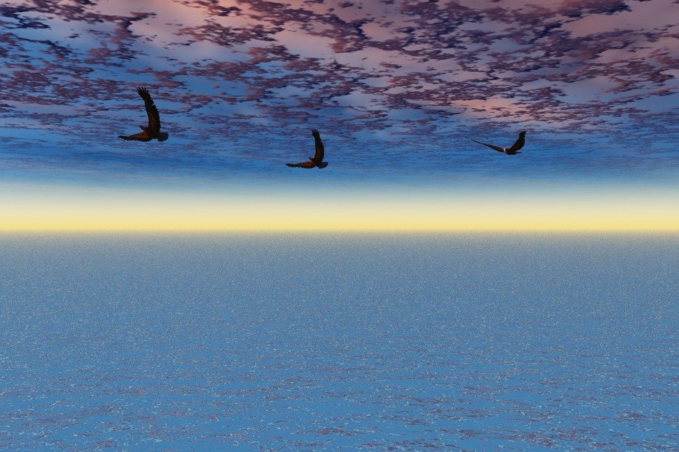 Sunny horizon and flight of birds