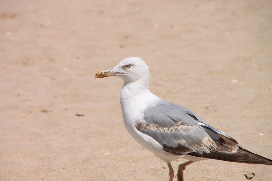 seagulls looking for food on the beach