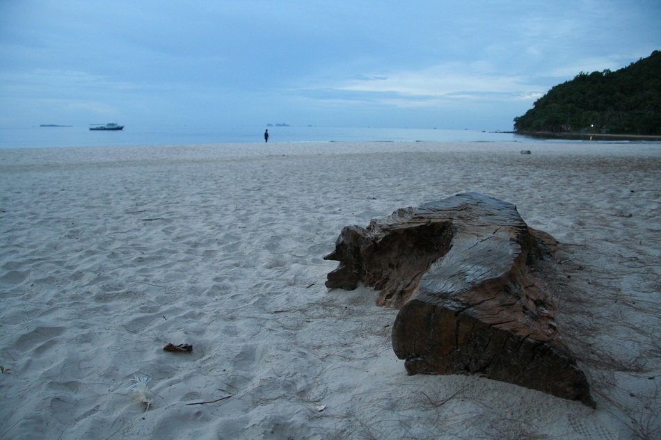 Tree on a beach