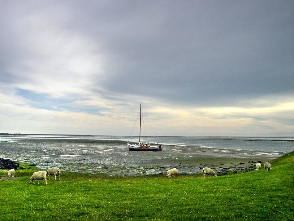 sheep graze on the green grass by the ocean