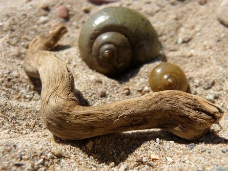 spiral snail in the sand in the bright sun