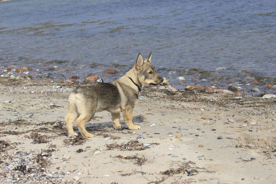 dog on the beach near the water