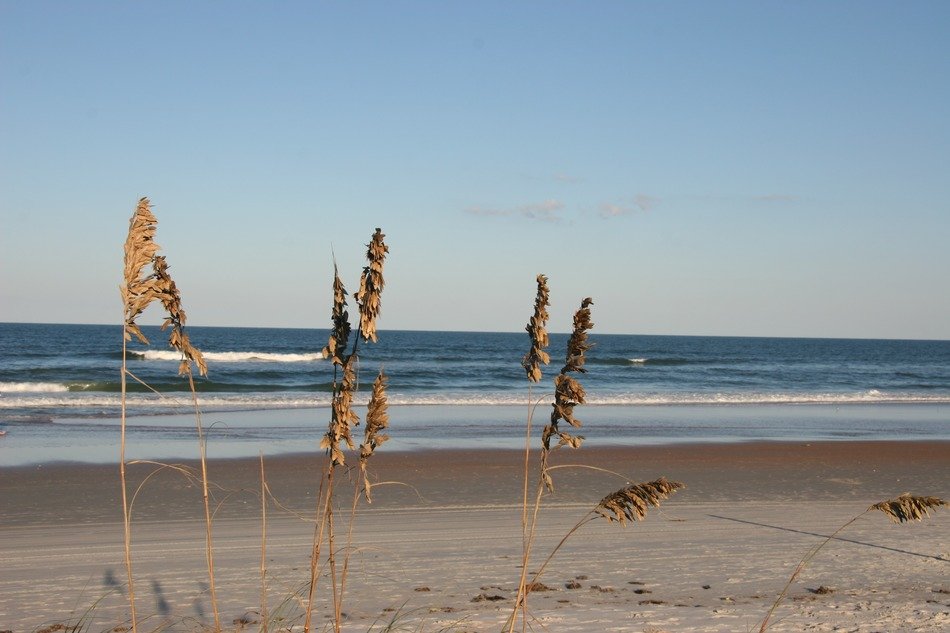 grass, sand and waves on a Florida beach