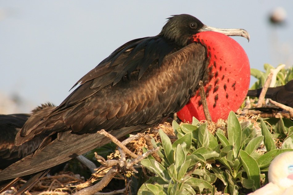 brown great frigatebird in the wild