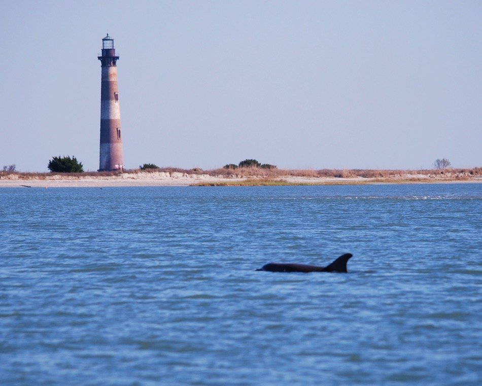 dolphin in the ocean against the background of the lighthouse